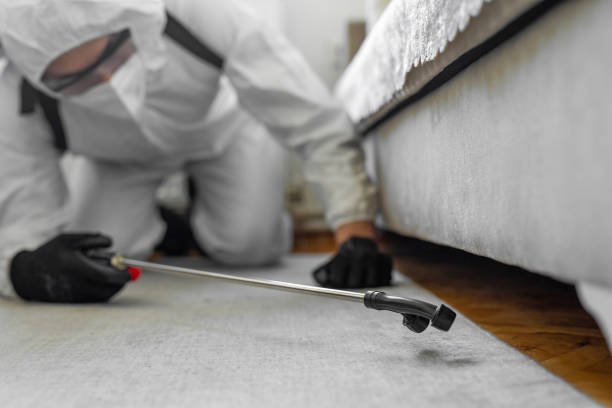 Professional Ant Control technician working in Buhl, MN