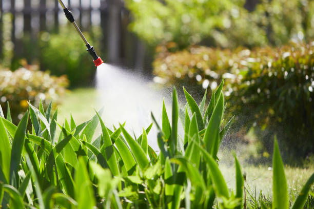 24/7 Emergency Ant Control experts in Buhl, MN